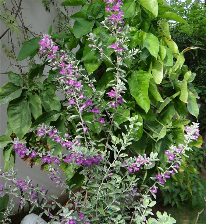 Leucophyllum frutescens